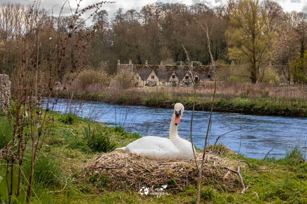 Coln river Bibury