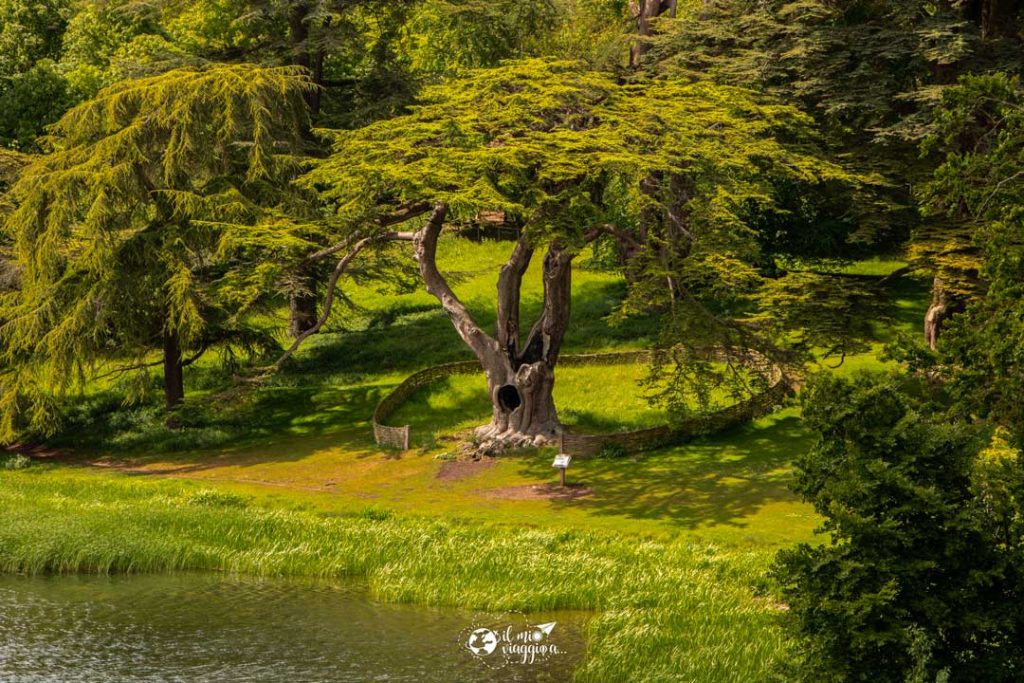 Harry-Potter tree