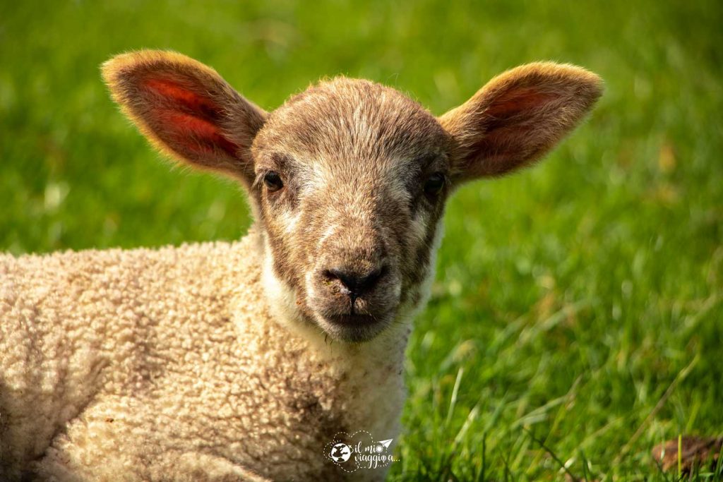 Blenheim-Palace-sheeps