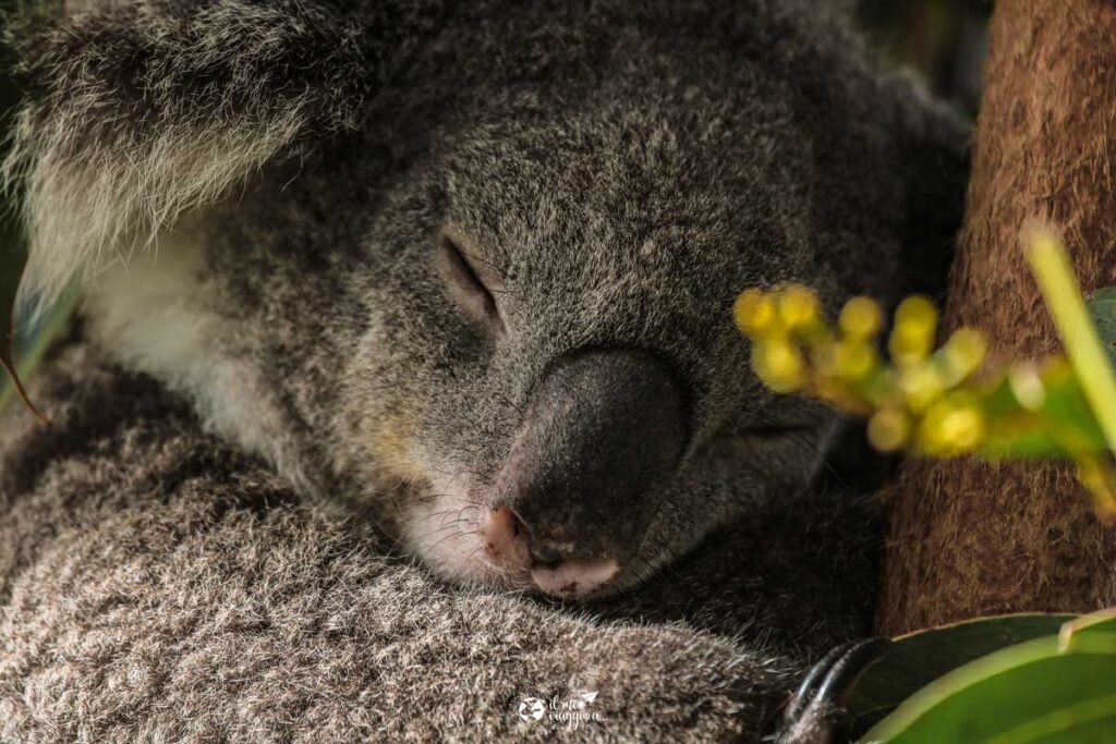 koala sydney zoo