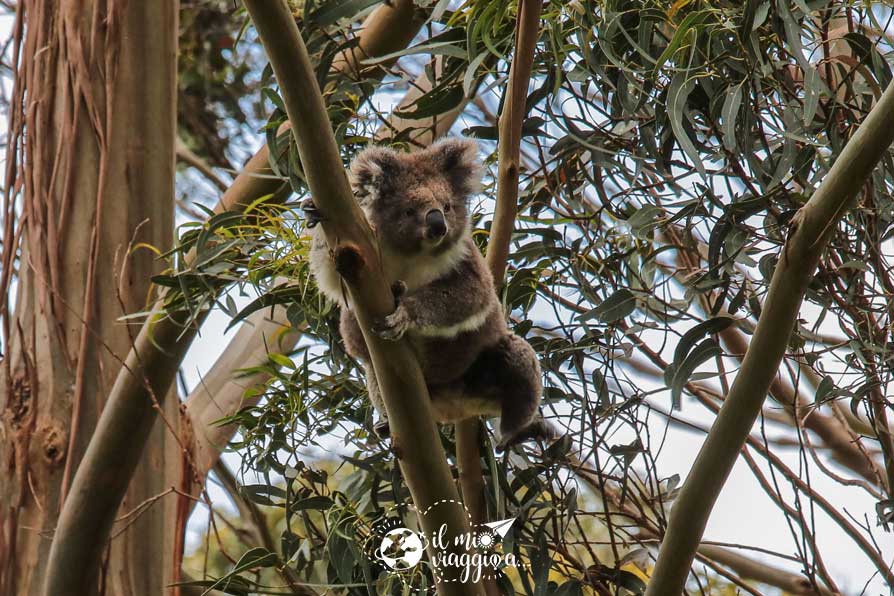 koala-great-ocean-road