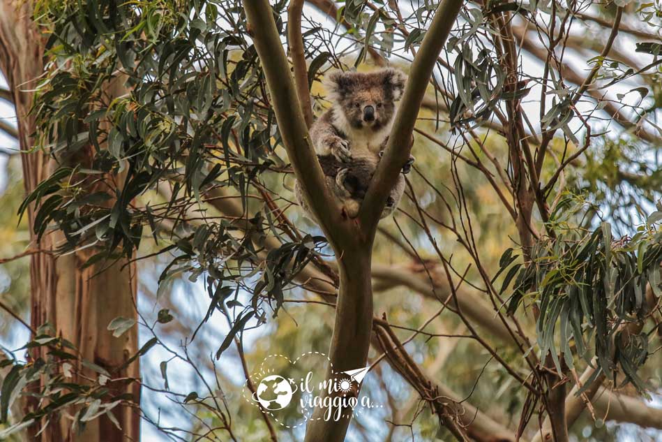 koalas on great ocean road