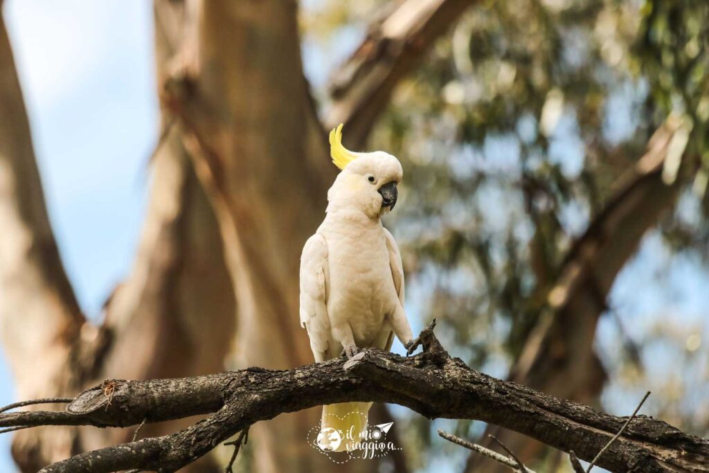 pappagallo-cacatua-australia