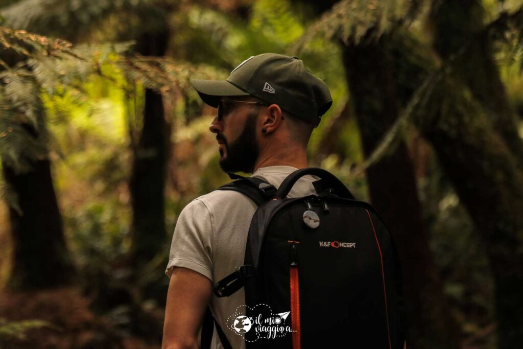 rain-forest-australiana