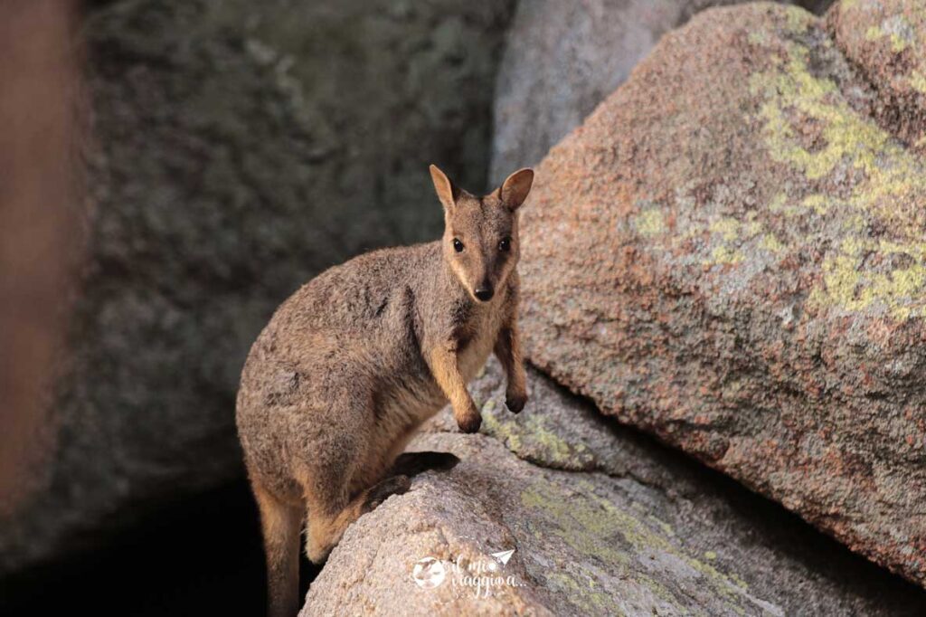 wallabies