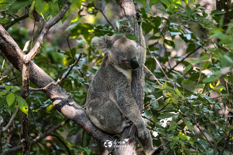 koala-isla-magnética