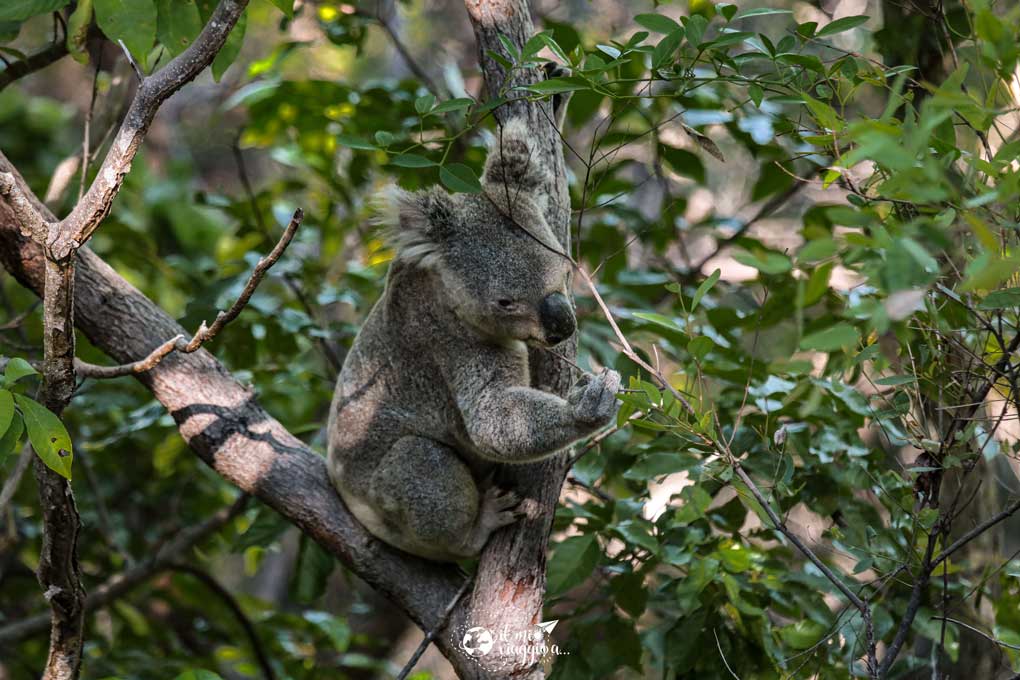 qué ver en australia