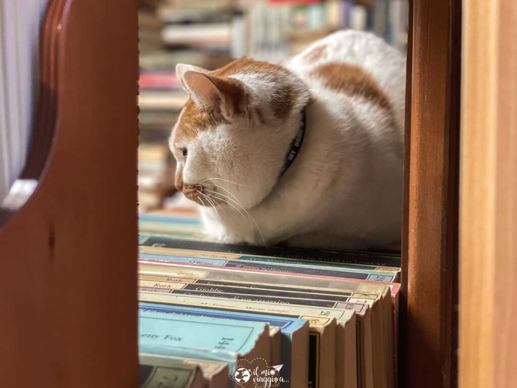 bookcase-water-high