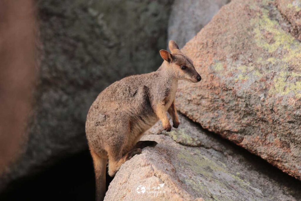 canguros en magnetic island