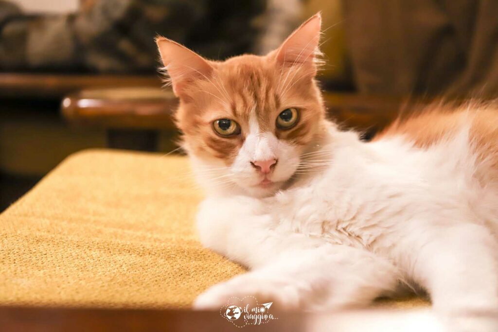 mercutio