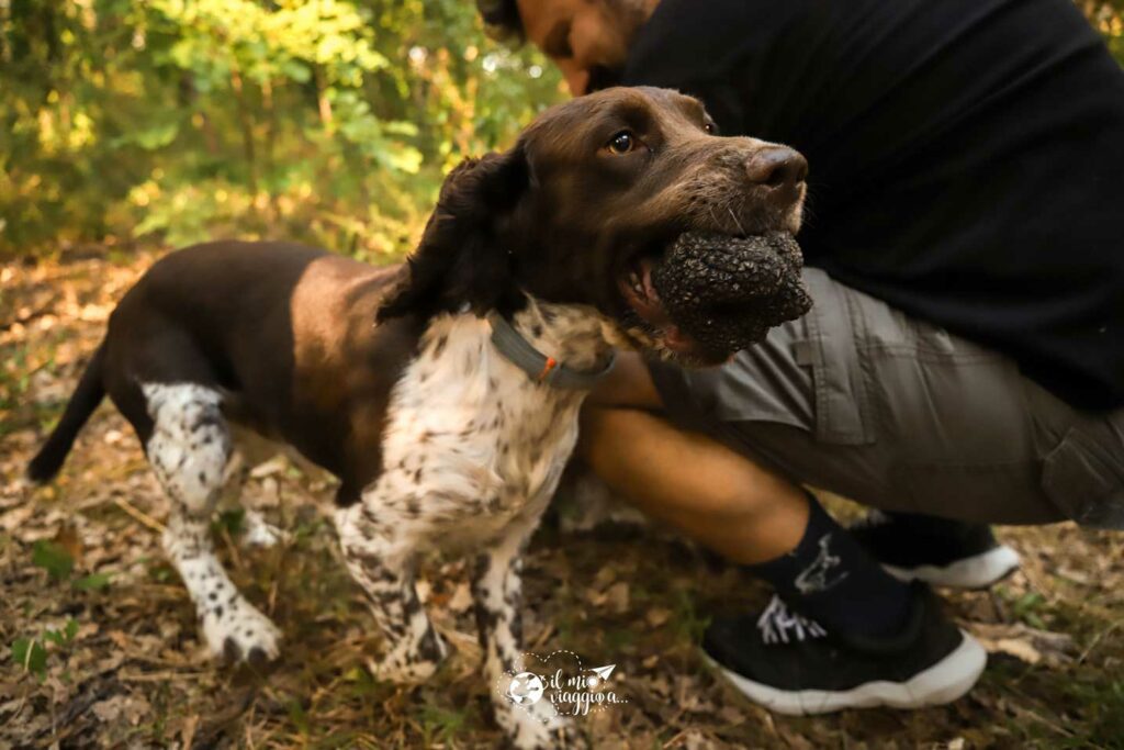 molise truffle hunt tour